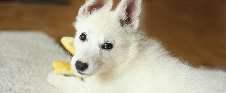 Puppy Training Puppy Training